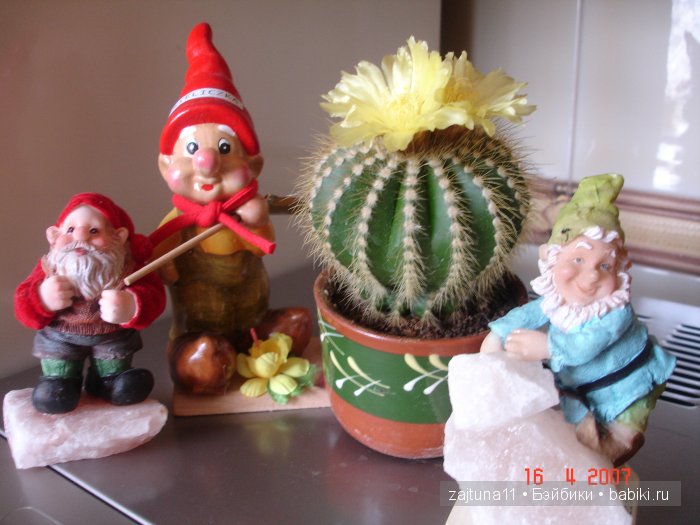 Мои любимые куклены и мои цветы | Бэйбики Мои любимые куклены и мои цветы