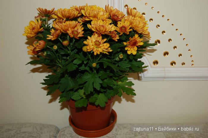 Мои любимые куклены и мои цветы | Бэйбики Мои любимые куклены и мои цветы