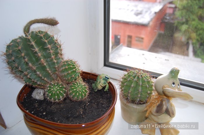 Мои любимые куклены и мои цветы | Бэйбики Мои любимые куклены и мои цветы