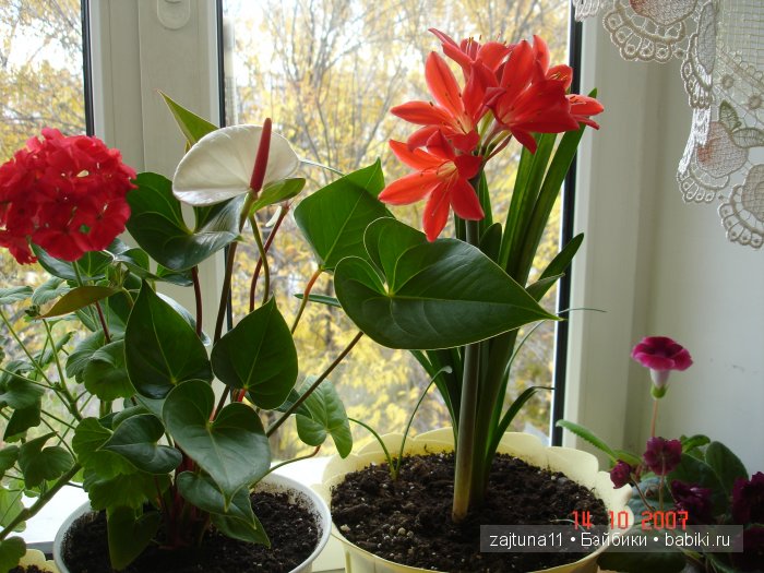 Мои любимые куклены и мои цветы | Бэйбики Мои любимые куклены и мои цветы