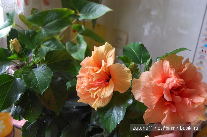 Мои любимые куклены и мои цветы | Бэйбики Мои любимые куклены и мои цветы