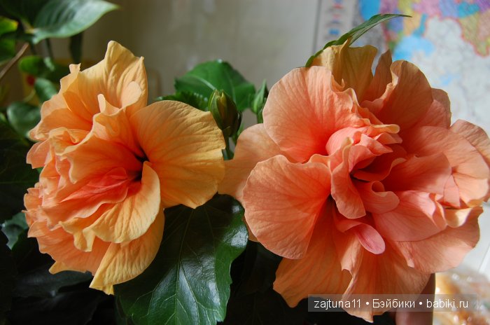 Мои любимые куклены и мои цветы | Бэйбики Мои любимые куклены и мои цветы