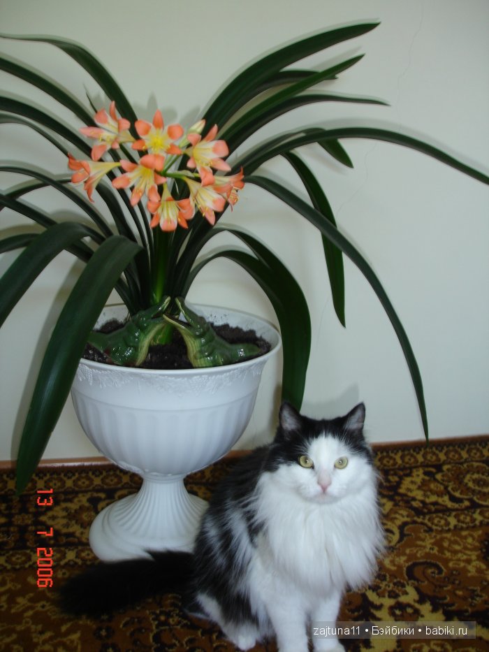 Мои любимые куклены и мои цветы | Бэйбики Мои любимые куклены и мои цветы (фото 2)