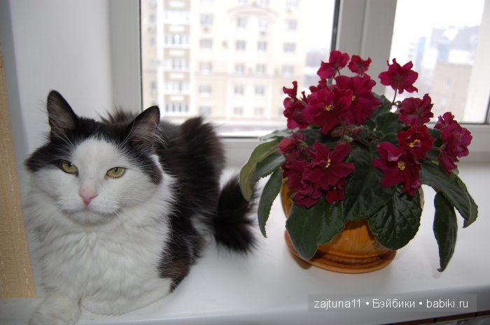 Мои любимые куклены и мои цветы | Бэйбики Мои любимые куклены и мои цветы (фото 4)