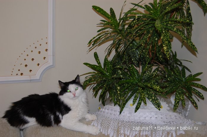 Мои любимые куклены и мои цветы | Бэйбики Мои любимые куклены и мои цветы