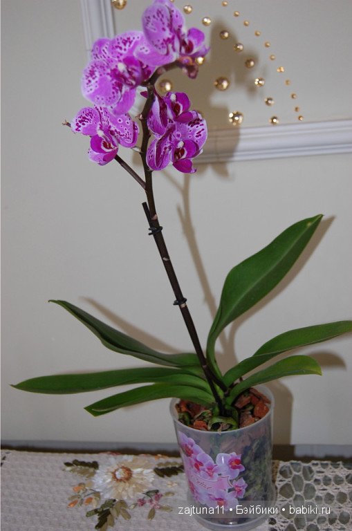 Мои любимые куклены и мои цветы | Бэйбики Мои любимые куклены и мои цветы