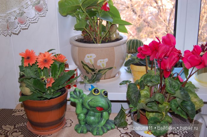 Мои любимые куклены и мои цветы | Бэйбики Мои любимые куклены и мои цветы