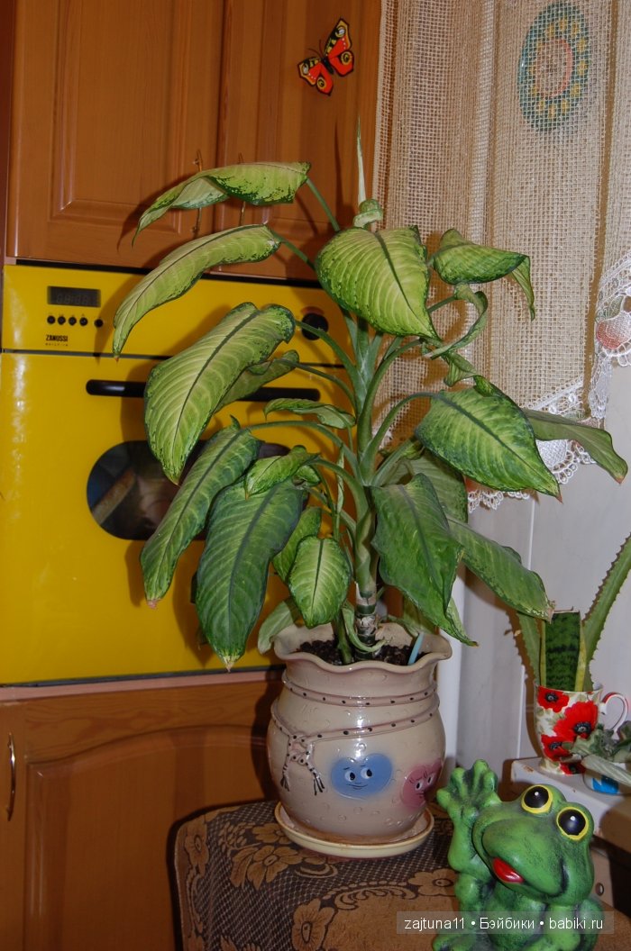 Мои любимые куклены и мои цветы | Бэйбики Мои любимые куклены и мои цветы