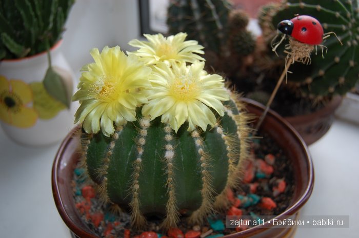 Мои любимые куклены и мои цветы | Бэйбики Мои любимые куклены и мои цветы