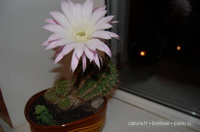 Мои любимые куклены и мои цветы | Бэйбики Мои любимые куклены и мои цветы