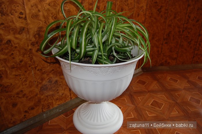 Мои любимые куклены и мои цветы | Бэйбики Мои любимые куклены и мои цветы (фото 10)