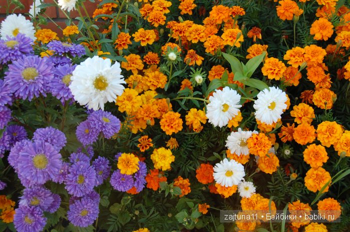 Вот и лето прошло... Игровые куклы Käthe Kruse. Minouche | Бэйбики Вот и лето прошло... Игровые куклы Käthe Kruse. Minouche