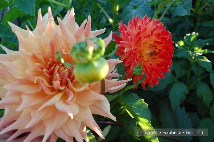 Вот и лето прошло... Игровые куклы Käthe Kruse. Minouche | Бэйбики Вот и лето прошло... Игровые куклы Käthe Kruse. Minouche