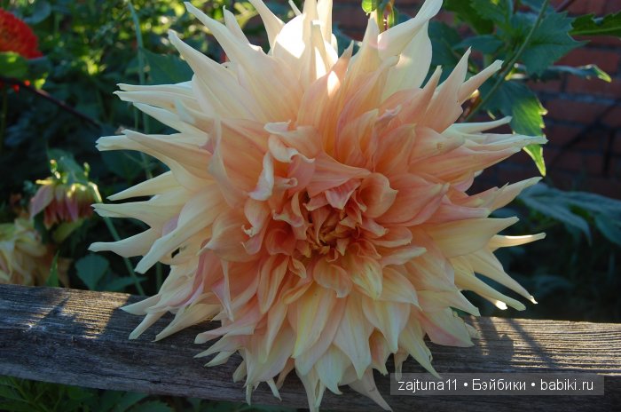 Вот и лето прошло... Игровые куклы Käthe Kruse. Minouche | Бэйбики Вот и лето прошло... Игровые куклы Käthe Kruse. Minouche