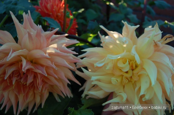 Вот и лето прошло... Игровые куклы Käthe Kruse. Minouche | Бэйбики Вот и лето прошло... Игровые куклы Käthe Kruse. Minouche