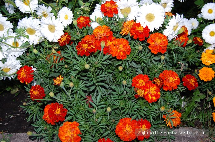 Вот и лето прошло... Игровые куклы Käthe Kruse. Minouche | Бэйбики Вот и лето прошло... Игровые куклы Käthe Kruse. Minouche