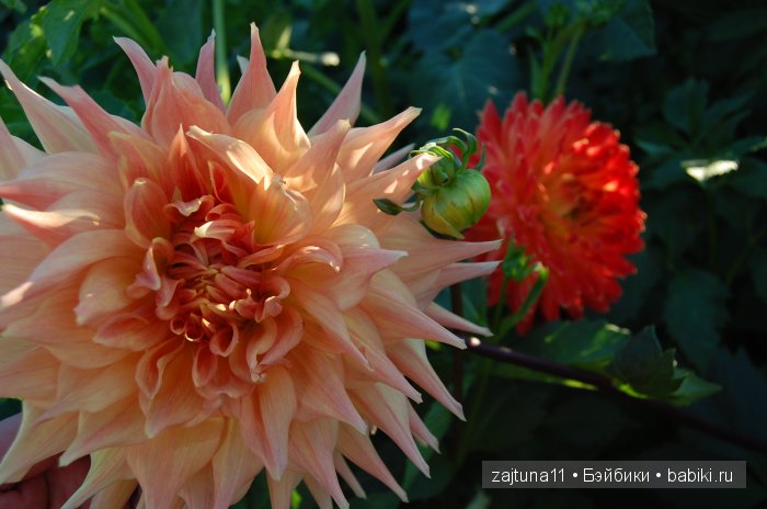 Вот и лето прошло... Игровые куклы Käthe Kruse. Minouche | Бэйбики Вот и лето прошло... Игровые куклы Käthe Kruse. Minouche