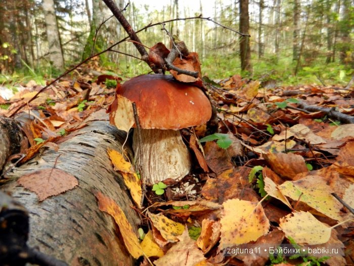 А у нас последние денечки БАБЬЕГО ЛЕТА | Бэйбики А у нас последние денечки БАБЬЕГО ЛЕТА