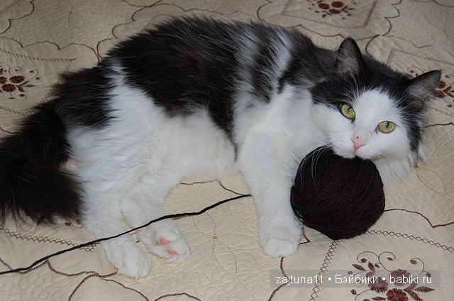 Наш питомец Максим — Болталка и разговоры обо всем: жизнь