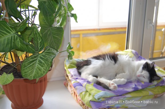 Наш питомец Максим — Болталка и разговоры обо всем: жизнь