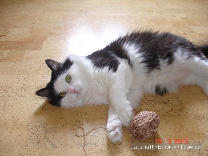 Наш питомец Максим — Болталка и разговоры обо всем: жизнь (фото 10)