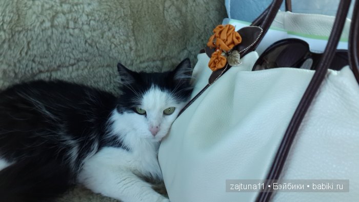 Наш питомец Максим — Болталка и разговоры обо всем: жизнь