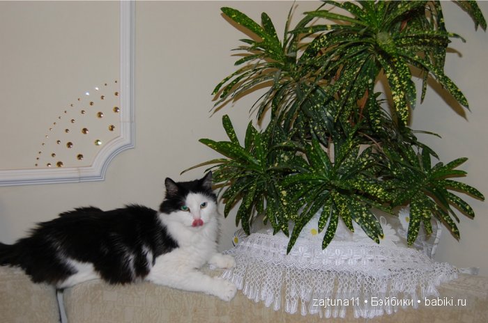 Наш питомец Максим — Болталка и разговоры обо всем: жизнь