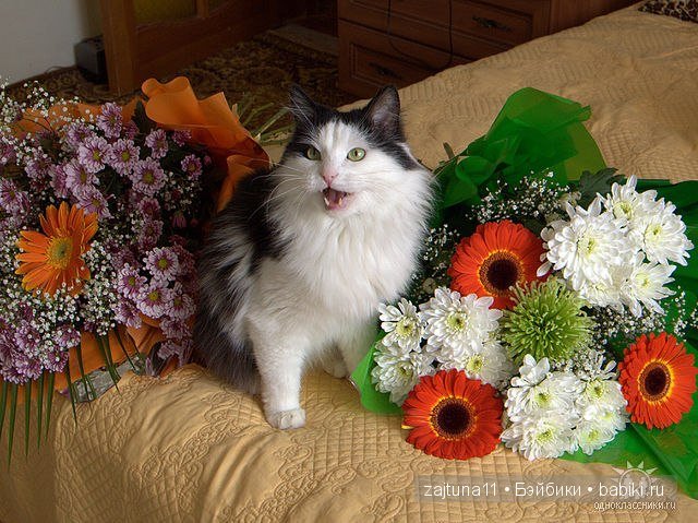 Наш питомец Максим — Болталка и разговоры обо всем: жизнь (фото 3)