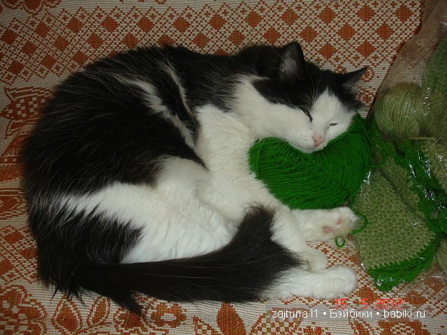 Наш питомец Максим — Болталка и разговоры обо всем: жизнь