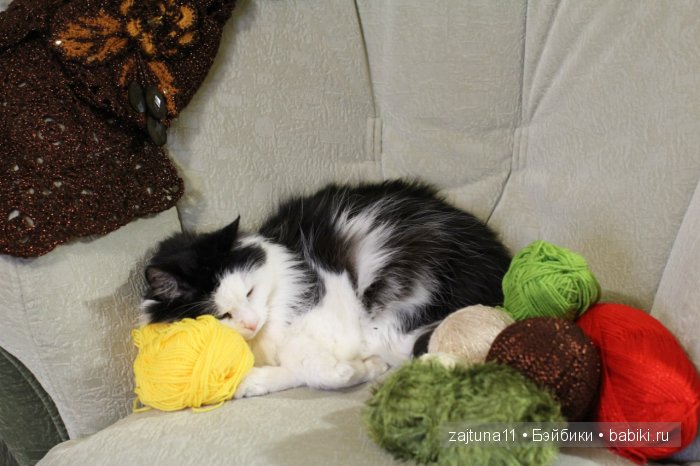 Наш питомец Максим — Болталка и разговоры обо всем: жизнь