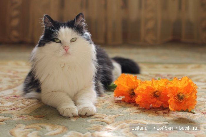 Наш питомец Максим — Болталка и разговоры обо всем: жизнь (фото 2)
