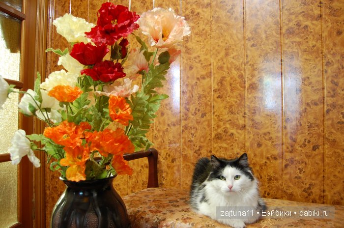 Наш питомец Максим — Болталка и разговоры обо всем: жизнь