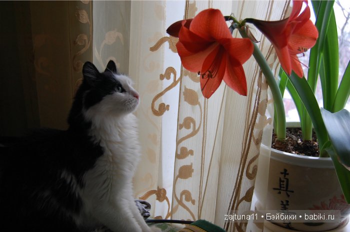 Наш питомец Максим — Болталка и разговоры обо всем: жизнь