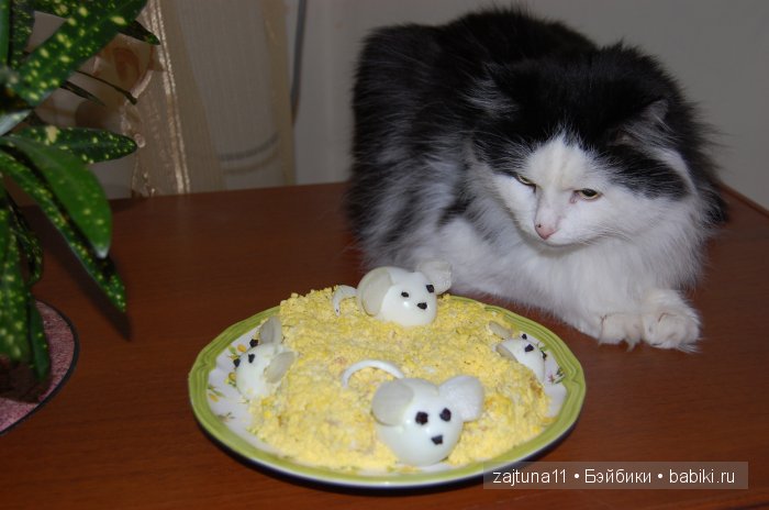 Наш питомец Максим — Болталка и разговоры обо всем: жизнь