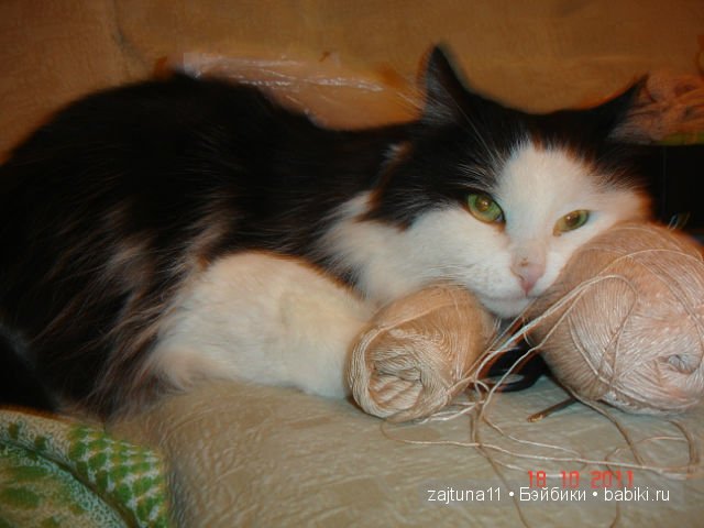 Наш питомец Максим — Болталка и разговоры обо всем: жизнь