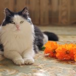 Наш питомец Максим