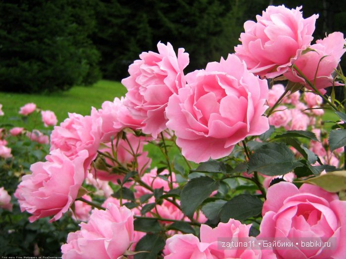 Моя плюшечка Ава-роза! Кукла Heidi Plusczok (фото 2)