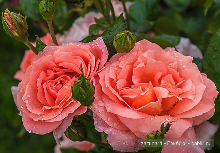 Моя плюшечка Ава-роза! Кукла Heidi Plusczok