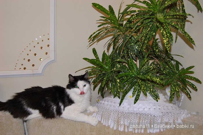 Надюша Готц в цветах — Куклы Gotz (Готц): Ханна (фото 10)