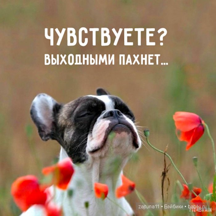 Мои малышки. Сравнительный топик