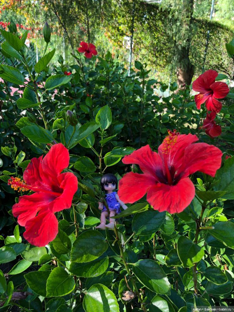 Буня и Тайто на отдыхе — Гибриды шарнирных кукол (не БЖД): подбор тела