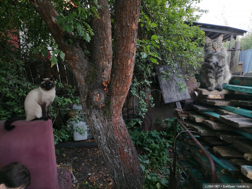 Моя коллекция авторских котиков тедди