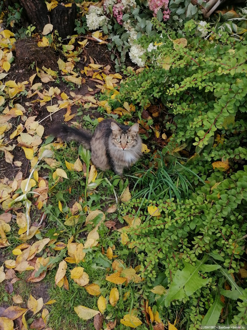 Моя коллекция авторских котиков тедди (фото 2)