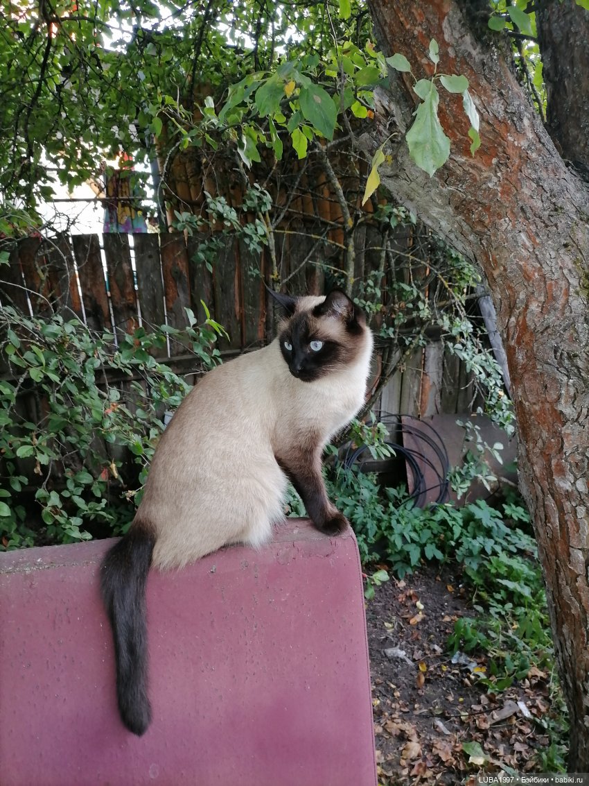 Моя коллекция авторских котиков тедди (фото 3)