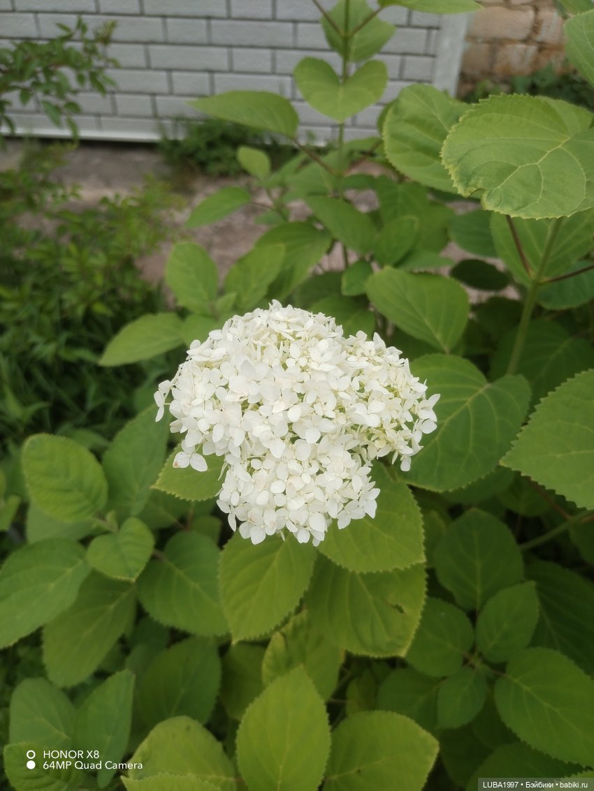 Моя любовь, мои девочки от Kaye Wiggs