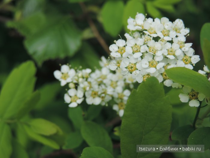 Общероссийский день библиотек, я и маленькие (фото 4)