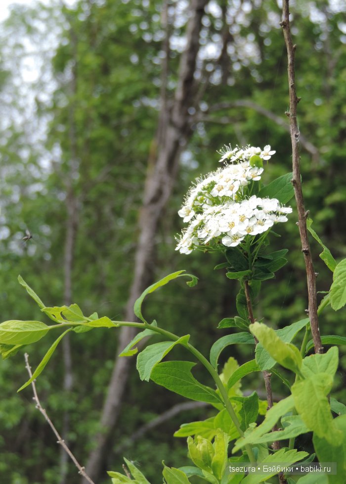 Общероссийский день библиотек, я и маленькие (фото 3)