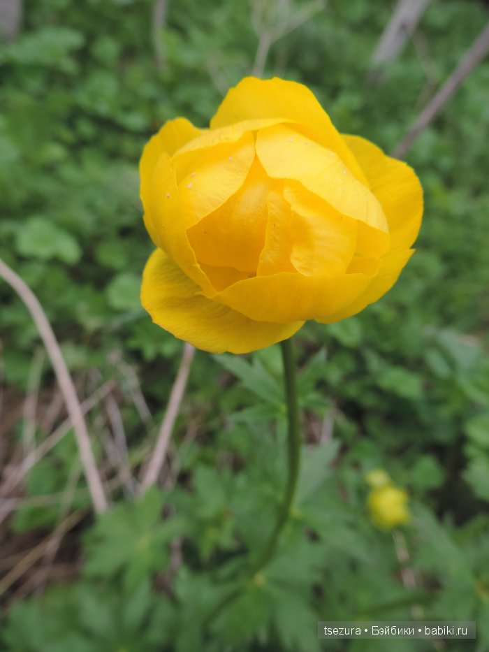 Общероссийский день библиотек, я и маленькие