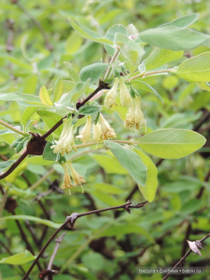 Общероссийский день библиотек, я и маленькие