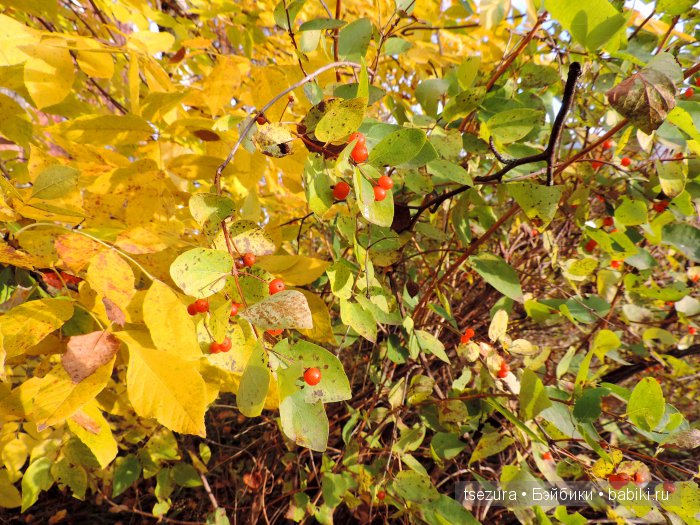 Аниме-осень 2 — Аниме куклы (MJD/Винил): Imomo (фото 8)